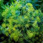 USA, Indiana, Carmel. Close-up display of green flower and leaves. Art Print